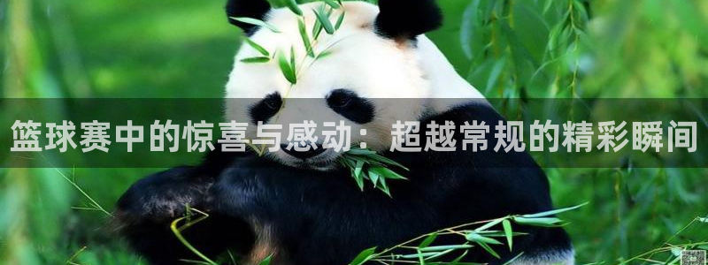 篮球赛中的惊喜与感动：超越常规的精彩