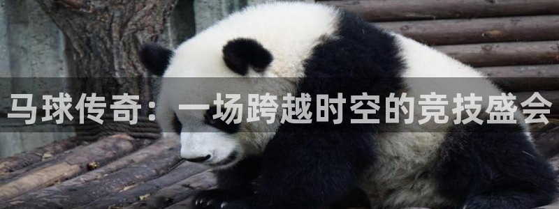  星空体育登入：马球传奇：一场跨越时空的竞技盛会